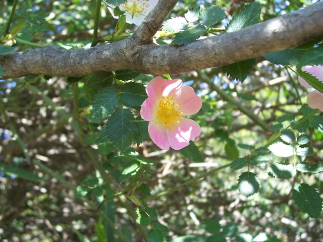 Rosa canina / Rosa selvatica comune